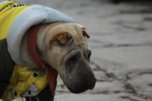 穿黄衣的沙皮犬