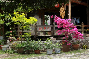 乡村小院的多彩花卉景致