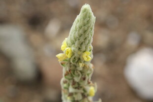 芦荟植株顶端的黄色小花