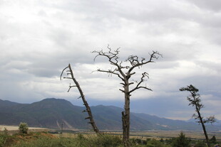 荒野枯树与远山景色