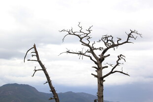 枯树傲立 远山云雾相伴