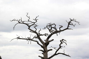 枯树挺立在灰白天空下