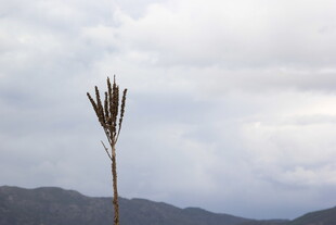 孤植植物与远山云雾