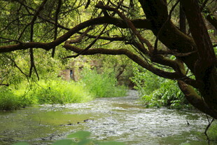 林间溪流 绿意盎然的景致
