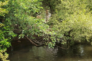 溪边繁茂绿植景观