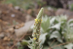 绿色植物上的黄色小昆虫