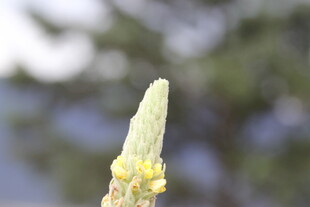 嫩绿枝芽绽放黄色小花