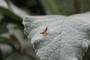 叶片上的小昆虫