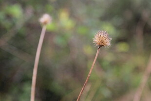 两株干枯小花特写