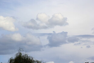 蓝天白云下的树梢美景