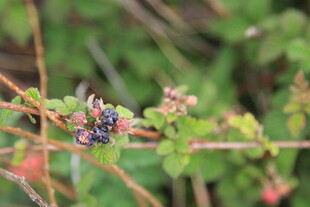 枝头的多彩浆果