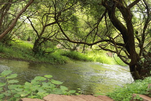 林间溪流 绿意盎然的自然景