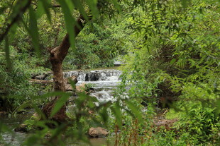 林间溪流 自然清新景致
