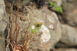 岩石缝隙中的绿色植物
