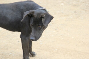 低头的黑色大狗