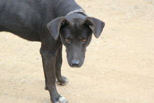 黑犬站立于沙土之上