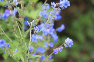 蓝色小花绽放于绿意间