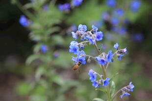 蓝花绽放的自然景致