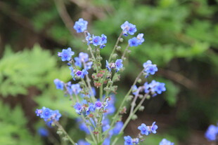 蓝花绽放于绿意间