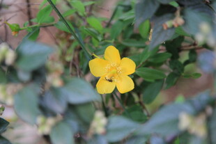 黄色小花绽放于绿叶间