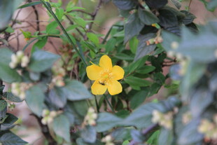 黄色小花绽放绿叶间