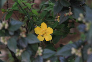 黄色小花绽放于绿叶间