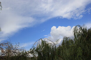 蓝天白云下的葱郁绿植