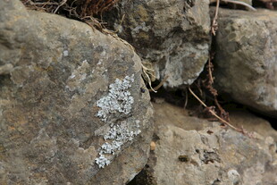 岩石上的白色苔藓景观