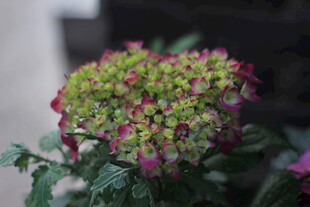 心形多彩绣球花绽放