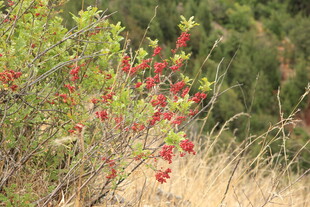 枝头红果伴绿叶