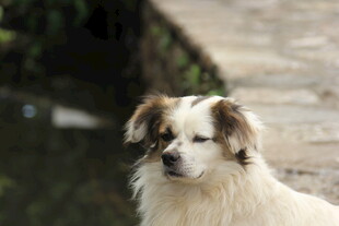 可爱小狗户外安静凝望