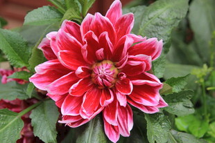 娇艳大丽花绽放