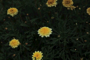 黄色小花绽放于绿叶间