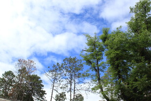 蓝天白云下的葱郁树林