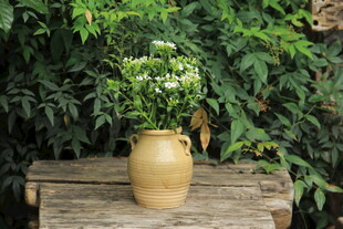 木桌上陶罐中的清新绿植