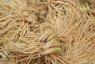 干枯植物中的新生嫩芽