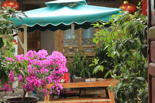 庭院绿植景观 闲适氛围