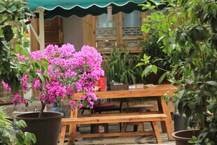 庭院中的缤纷花卉与木桌