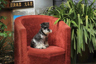红色座椅上的可爱雪纳瑞