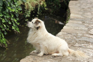 溪边白狗眺望绿意景色