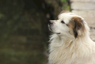 可爱长毛犬仰头凝望