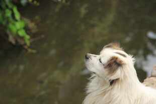 水边仰望的可爱狗狗