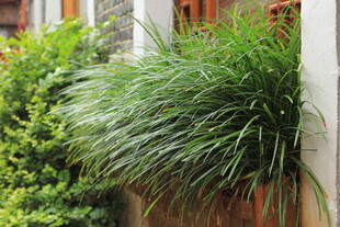 垂挂绿植装点墙面景观