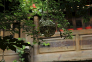 庭院绿植装饰景观一角