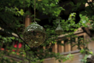 悬挂绿植装饰 庭院小景