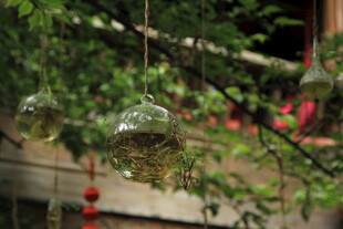 悬挂绿植装饰 清新氛围