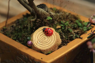 创意瓢虫装饰盆栽