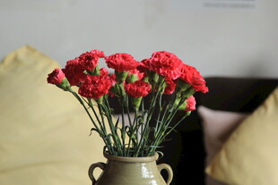 花瓶中盛放的鲜艳红康乃馨