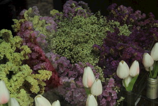 多彩花卉组合展示