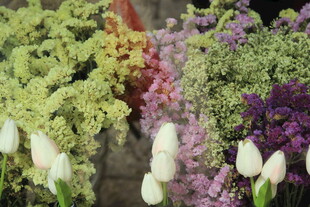 多彩花卉绽放美丽景象